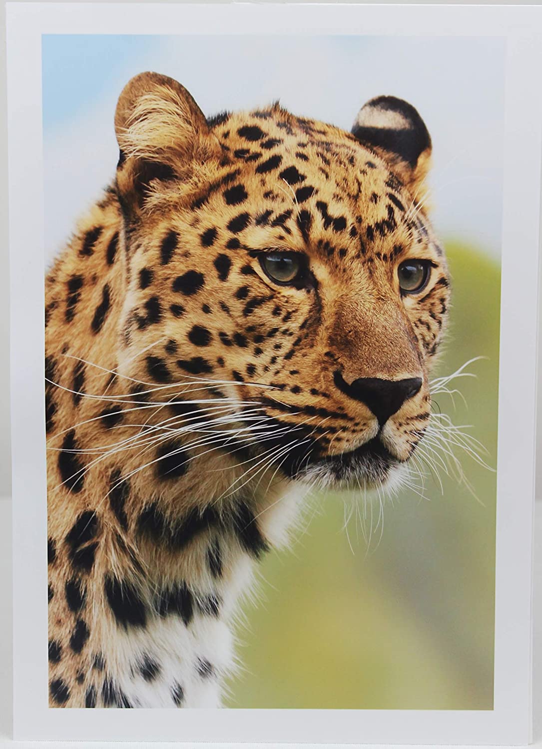 PPD Inkjet Photo Paper Glossy 49lb. 180gsm 9.9mil A3 PPD-41