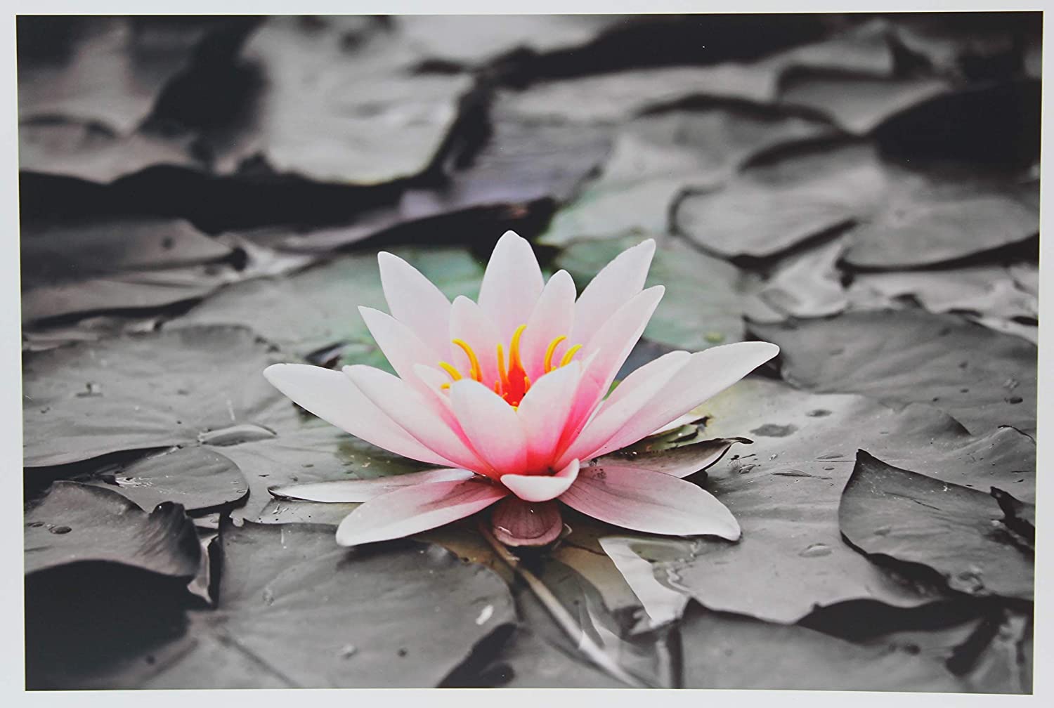 PPD Inkjet Photo Paper Glossy 49lb. 180gsm 9.9mil A3 PPD-41