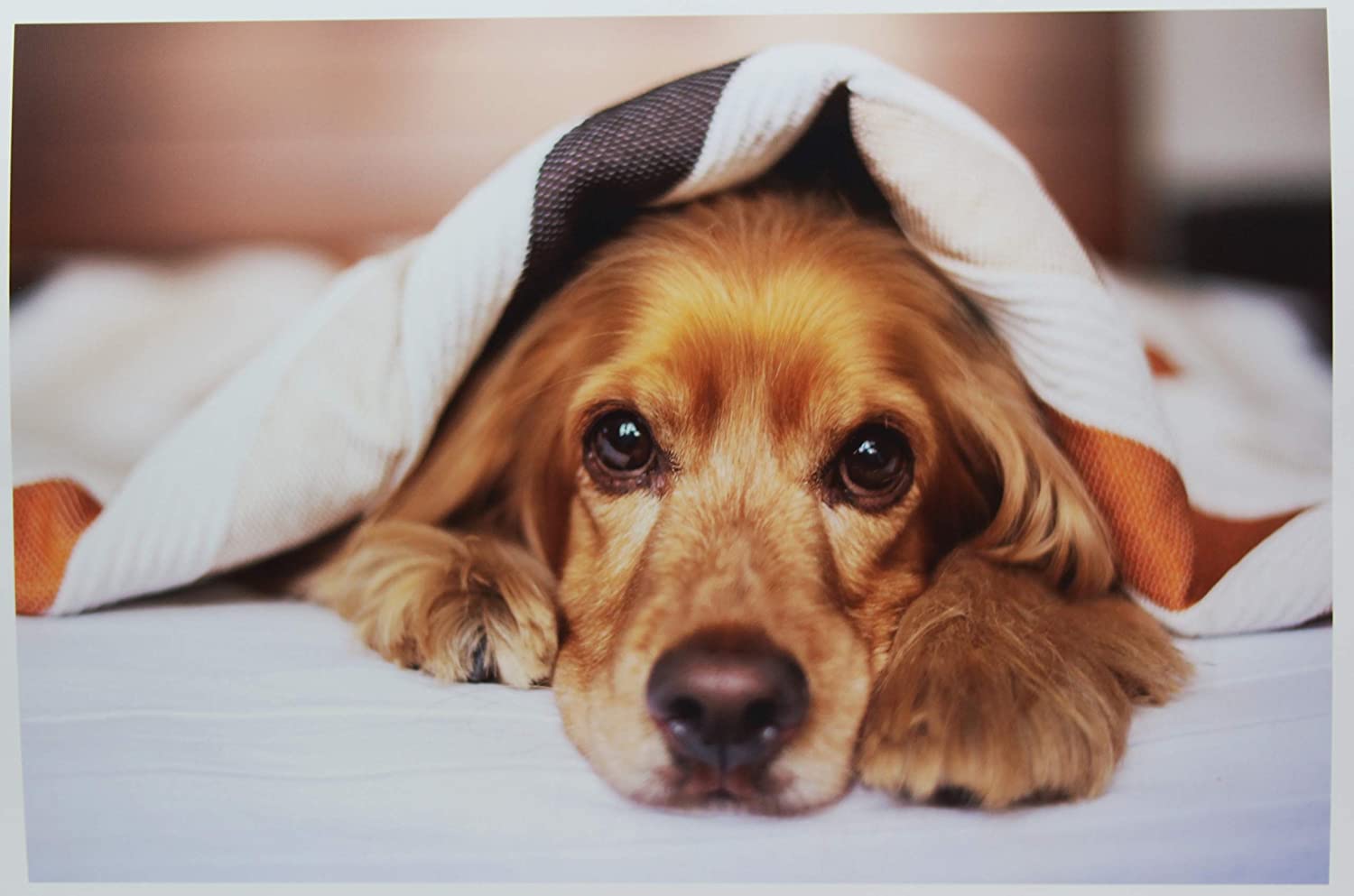 PPD Inkjet Heavyweight Photo Paper Glossy 64lb. 240gsm 10.9mil A3 PPD-9